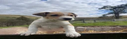 Welsh Collie dogs for sale: Welsh collie pups - Advert 1