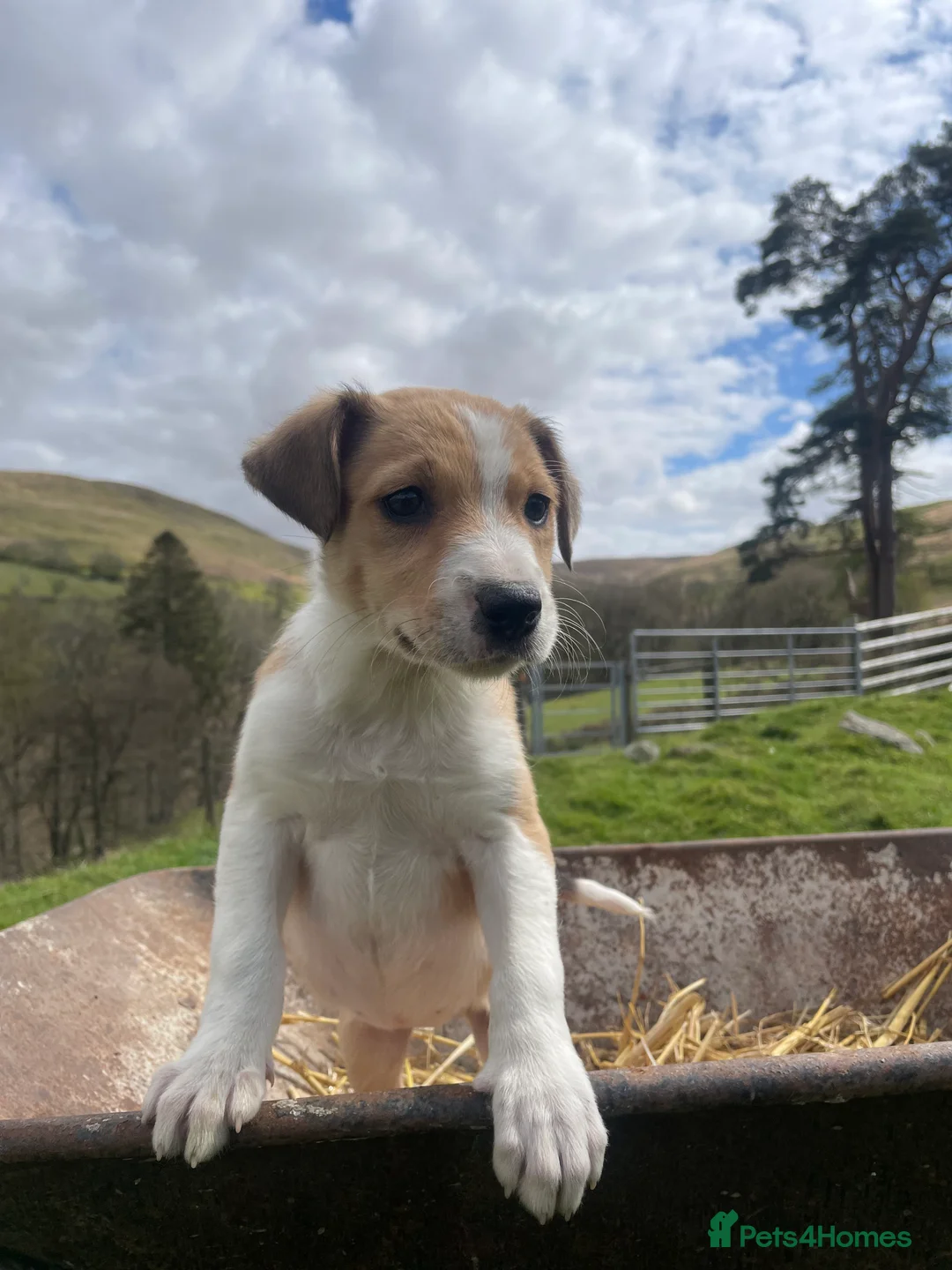 Welsh Collie dogs for sale: Welsh collie pups - Advert 1