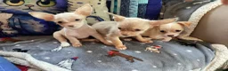 Chihuahua dogs for sale: Gorgeous tiny Chihuahua babies - Advert 1