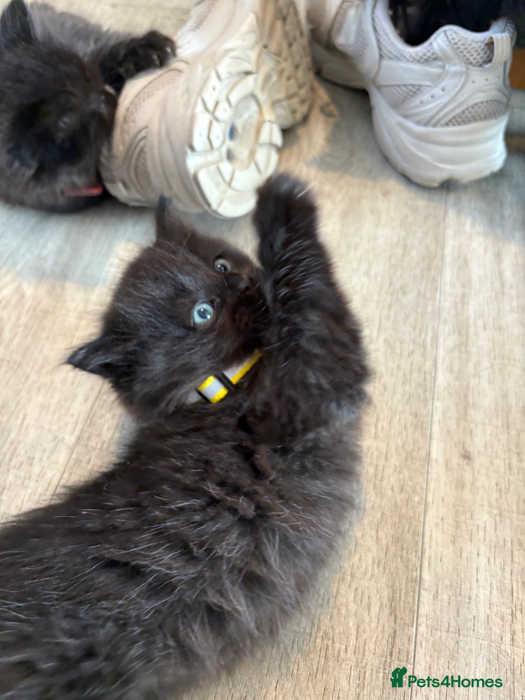 Mixed Breed cats for sale: 5 beautiful mix bread ragdoll fluffy kittens  - Image 13