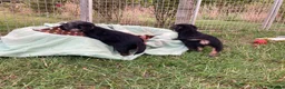 Border Terrier dogs for sale: KC Border Terrier pups - Advert 3