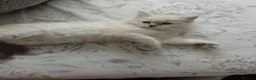 Ragdoll cats for sale: Stunning healthy ragdoll kittens  - Advert 7