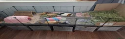 Guinea Pig rodents for sale: 2 x female guinea pigs complete setup - Advert 1
