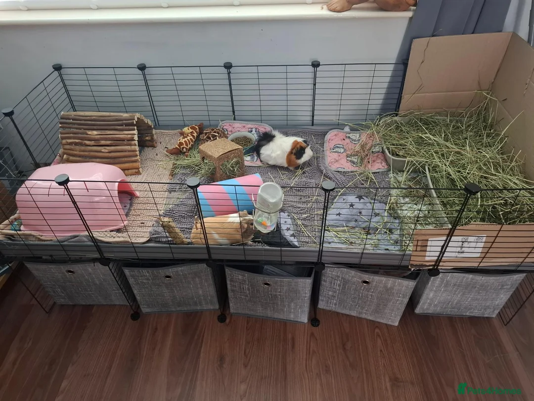 Guinea Pig rodents for sale: 2 x female guinea pigs complete setup - Advert 1