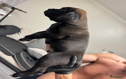 Mixed Breed dogs for sale: 7 beautiful puppies for sale - Image 24