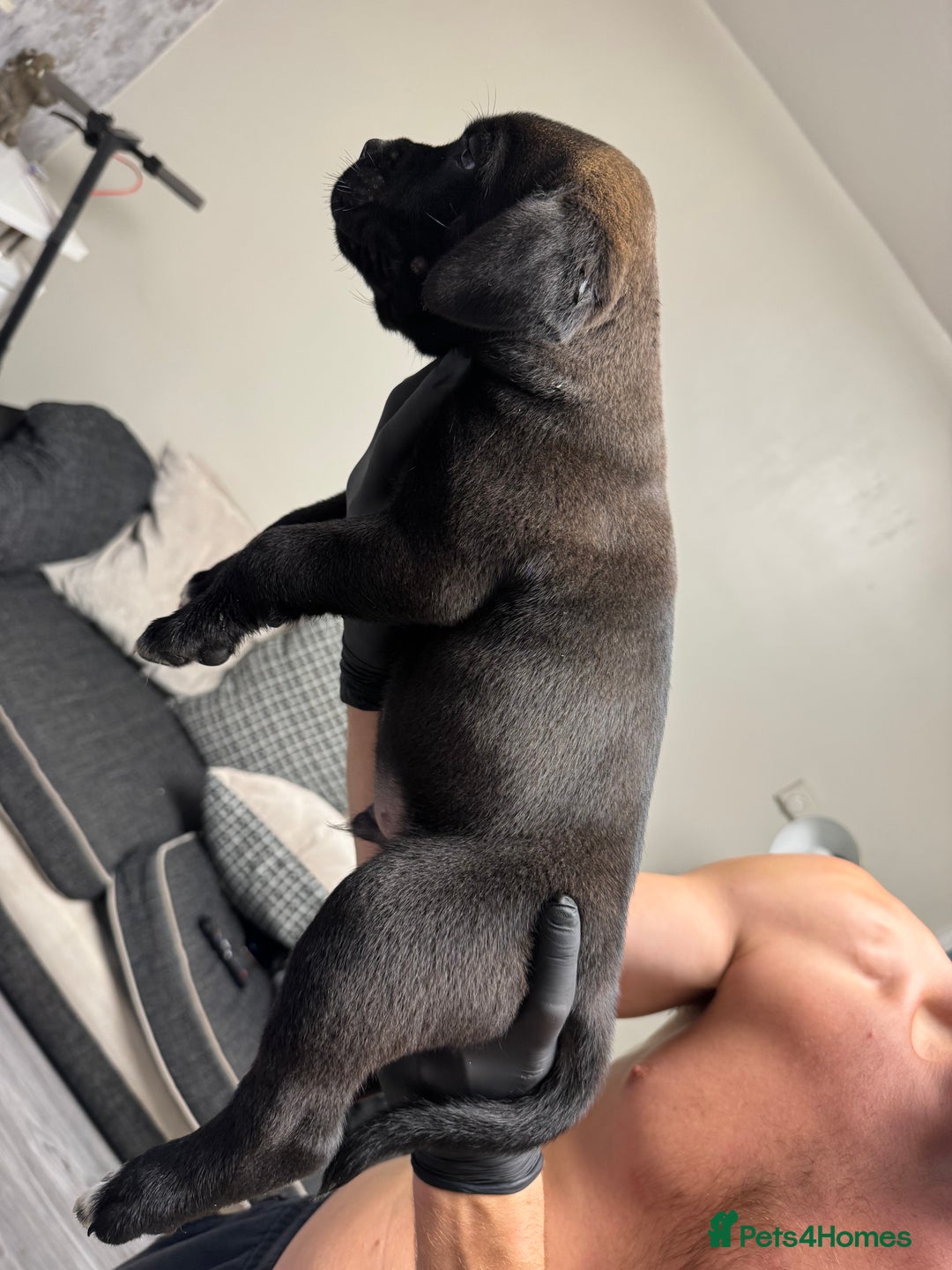Mixed Breed dogs for sale: 7 beautiful puppies for sale - Image 24