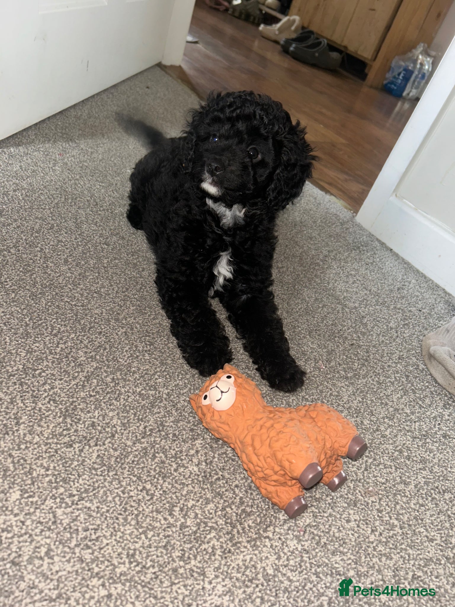 Miniature Poodle dogs Male mini poodle  - Advert 2