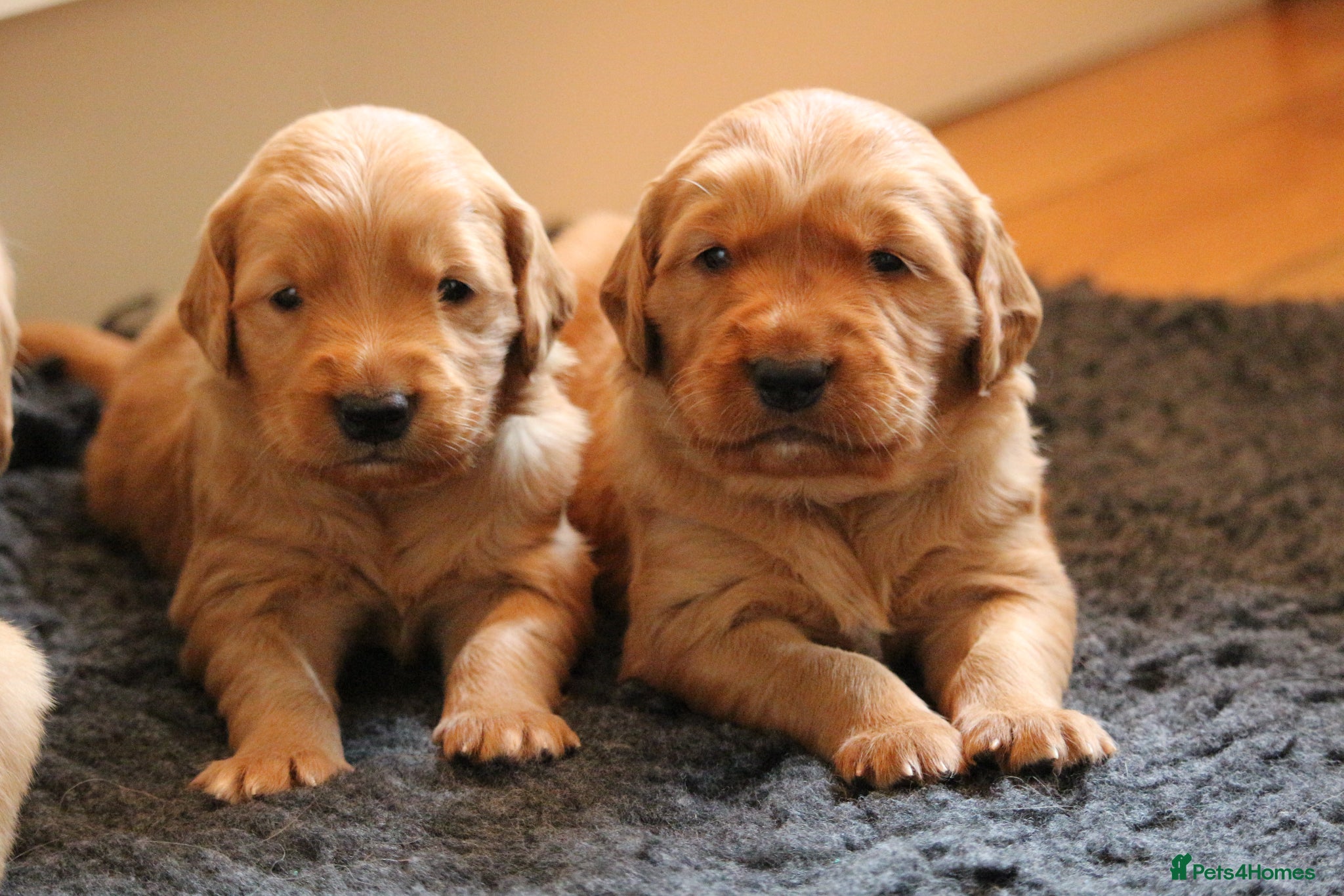 Golden Retriever dogs KC Registered Working Golden Retriever Puppies - Advert 13