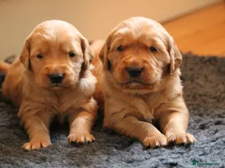 Golden Retriever dogs KC Registered Working Golden Retriever Puppies - Advert 13