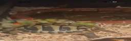 Hermann Tortoise reptiles for sale: Herman’s baby tortoise  - Advert 3