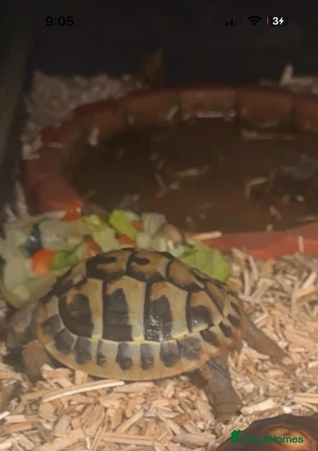Hermann Tortoise reptiles for sale: Herman’s baby tortoise  - Advert 3