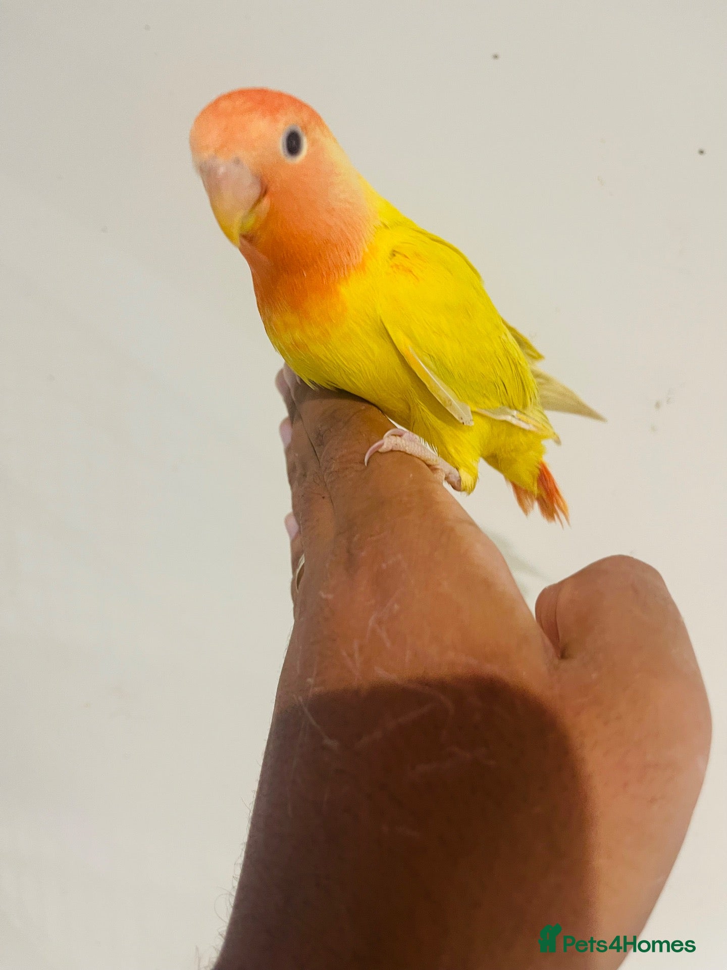Lovebirds birds Hand reared lovebirds for sale  - Advert 2