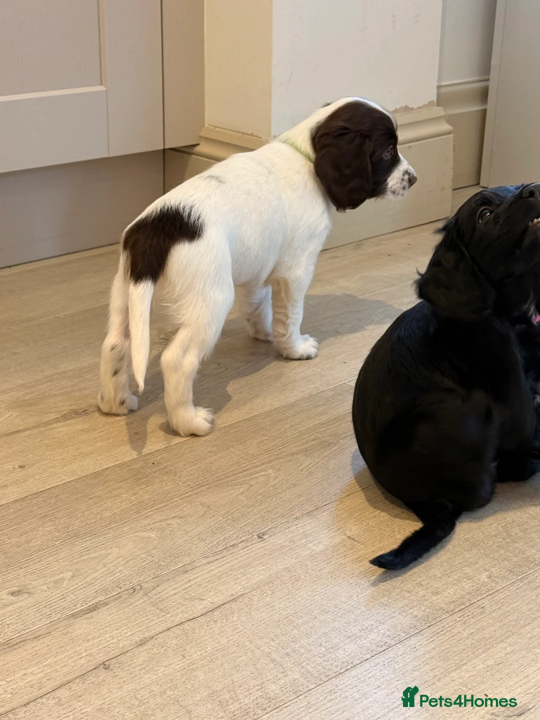 Mixed Breed dogs for sale: Cockapoo x English Springer Spaniel  in Holmfirth - Advert 18