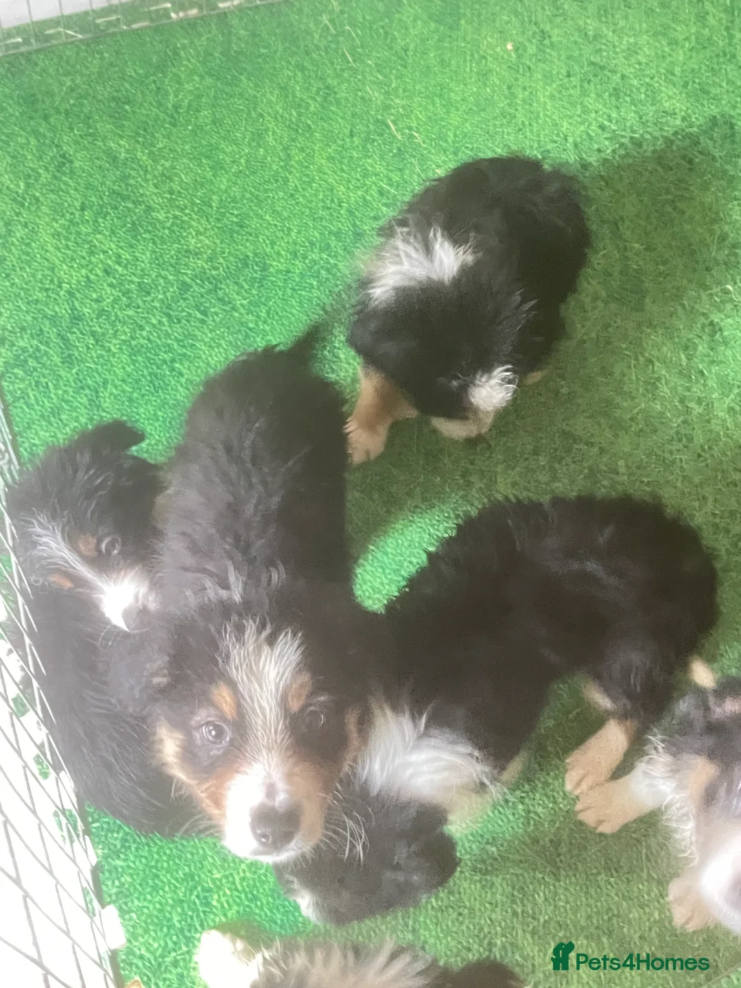 Border Collie dogs for sale: 6 beautiful tri border collie pups for sale  - Advert 5
