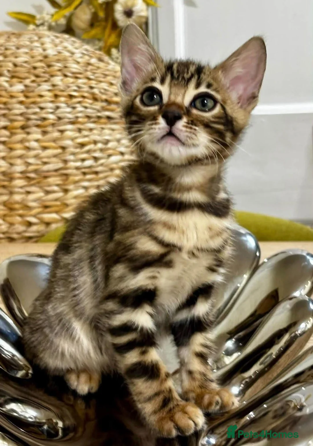 Bengal cats for sale: Female Bengal kittens x3 TICA registered  - Advert 2