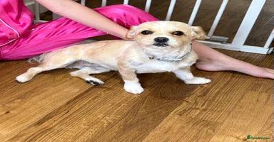 Mixed Breed dogs - Advert 10