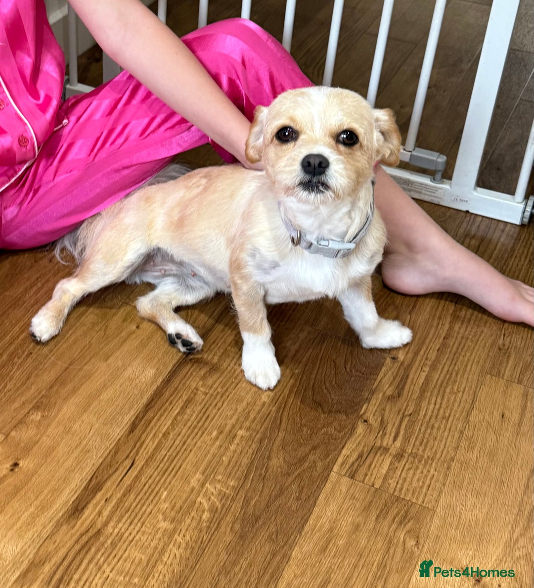 Mixed Breed dogs for sale: 2 year old Bichon Frise / Pomeranian sisters  - Image 3