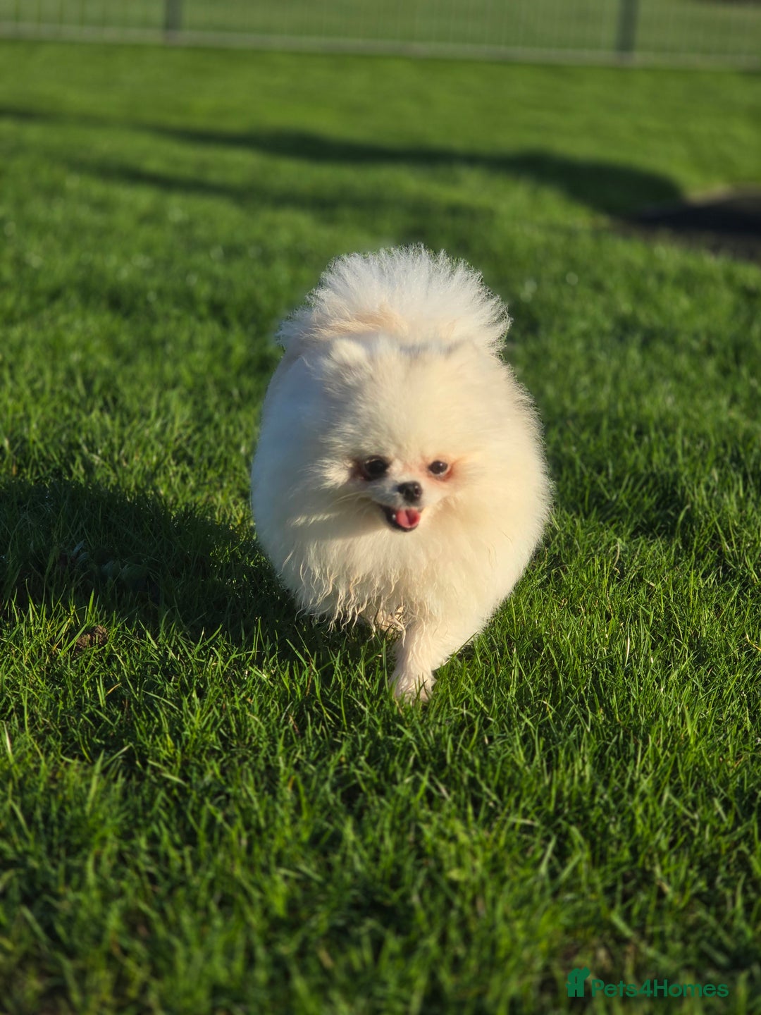 Pomeranian dogs for stud: 🌟 PREMIUM STUD SERVICE: "KIMCHI" 🌟 - Advert 4