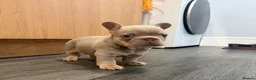 French Bulldog dogs for sale: Exotic French Bulldog Puppies  - Advert 12