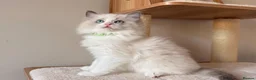 Ragdoll cats for sale: Fluffy Ragdoll Kittens🐾 in Peterborough - Advert 12