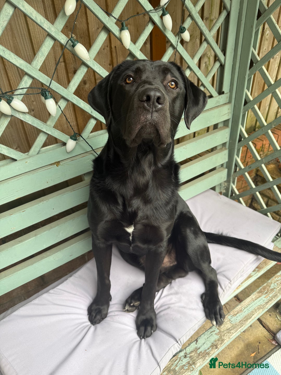 Mixed Breed dogs for sale: Beautiful bear 🐻  - Image 2