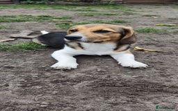 Beagle dogs for adoption: 💙🐶 ELVIS 🐶💙 - Image 10