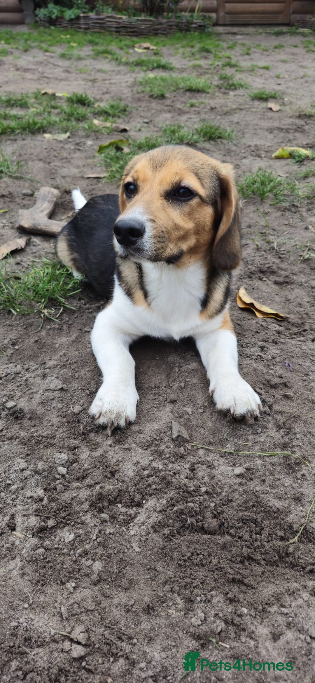 Beagle dogs for adoption: 💙🐶 ELVIS 🐶💙 - Image 10