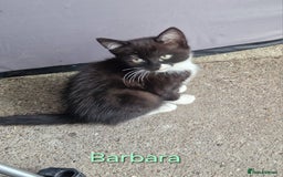 Maine Coon cats for sale: Maine Coon Cross  - Image 10