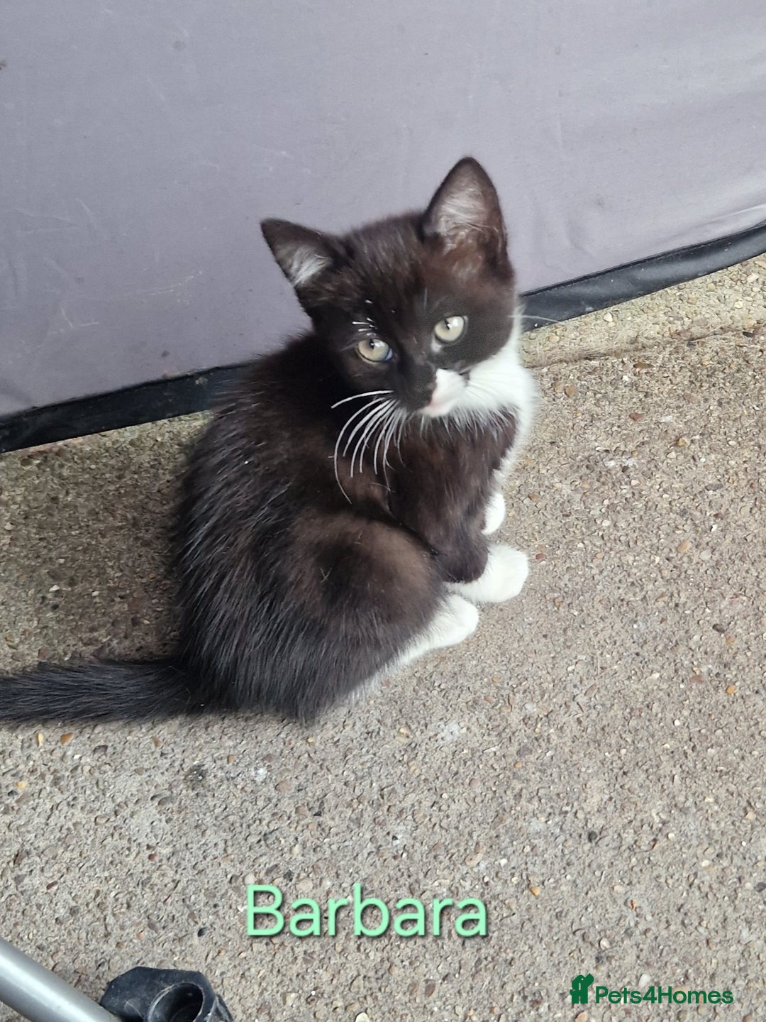 Maine Coon cats for sale: Maine Coon Cross  - Image 10