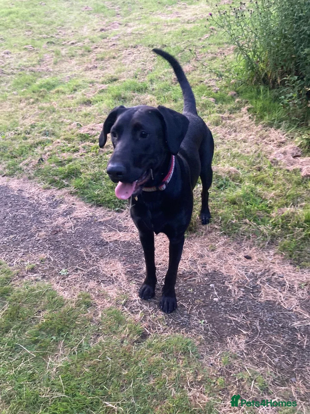 Mixed Breed dogs for adoption: Nibby has energy with a soft, goofy side - Advert 2