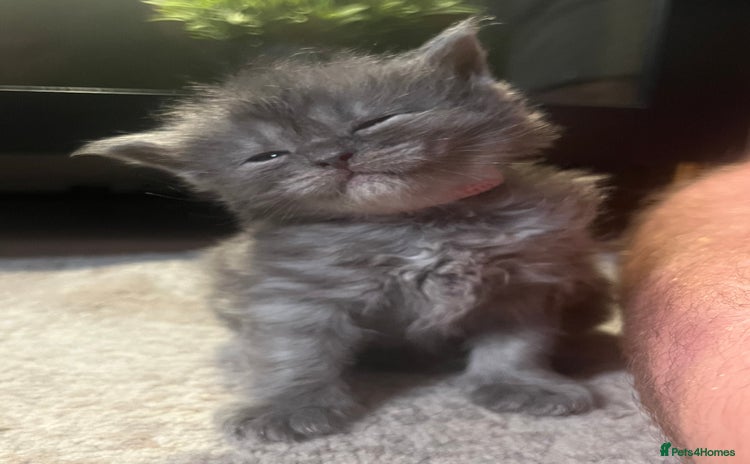 Maine Coon cats Maine coon kittens for sale  - Advert 1