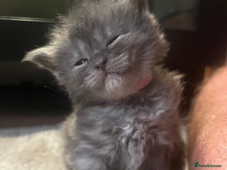 Maine Coon cats Maine coon kittens for sale - Advert 1