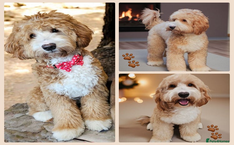 Labrador Retriever dogs Hip0/0 Elbow 0/0 Australian Labradoodle  - Advert 2