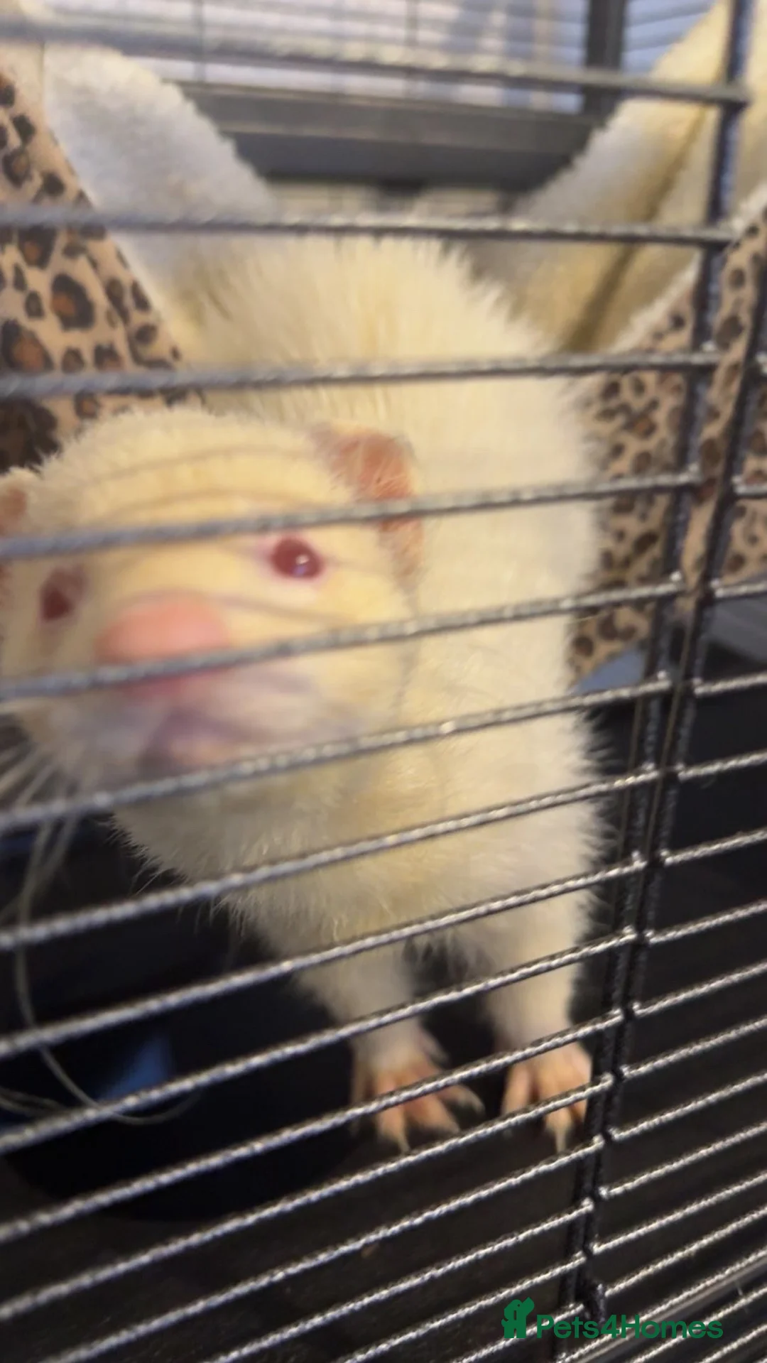 Ferret rodents for sale: Ferret - Advert 2
