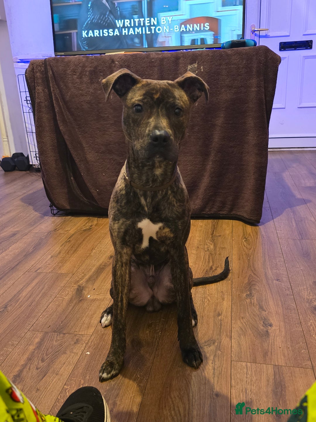 Mixed Breed dogs for sale: Mastiff for sale called dave - Image 4