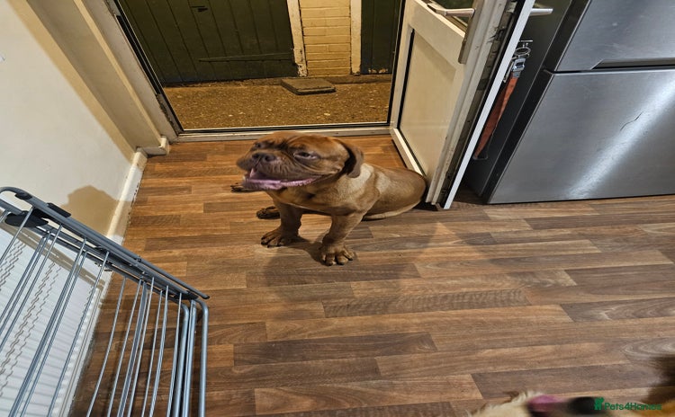 Dogue De Bordeaux dogs - Advert 1