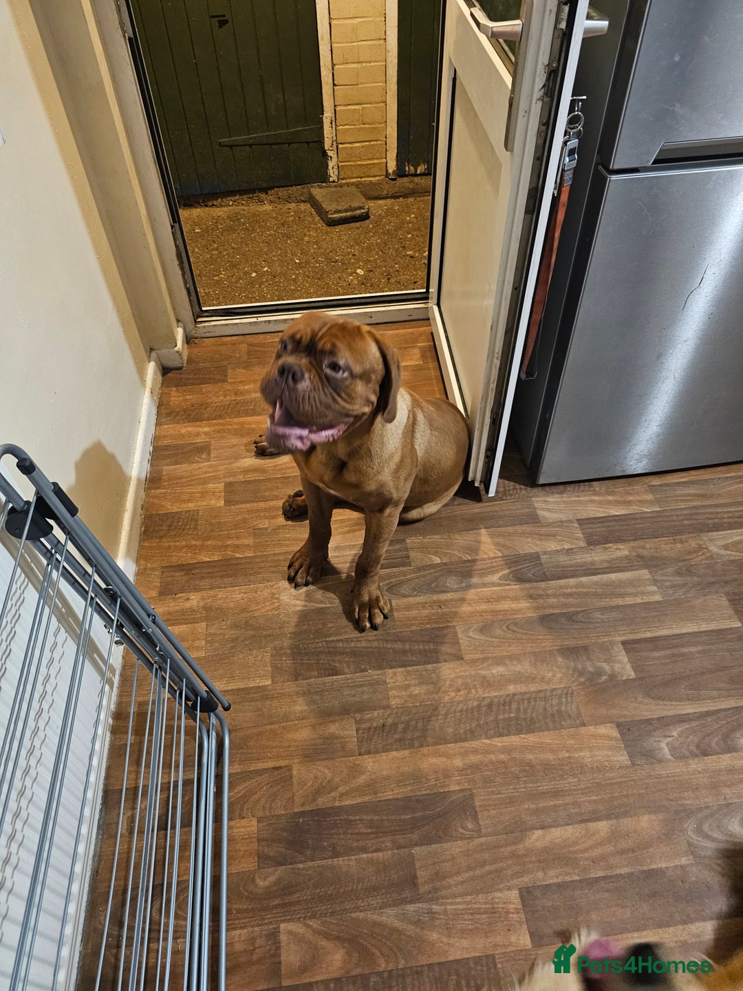 Dogue De Bordeaux dogs for sale: DDB LOOKING FOR A HOME.  - Image 1