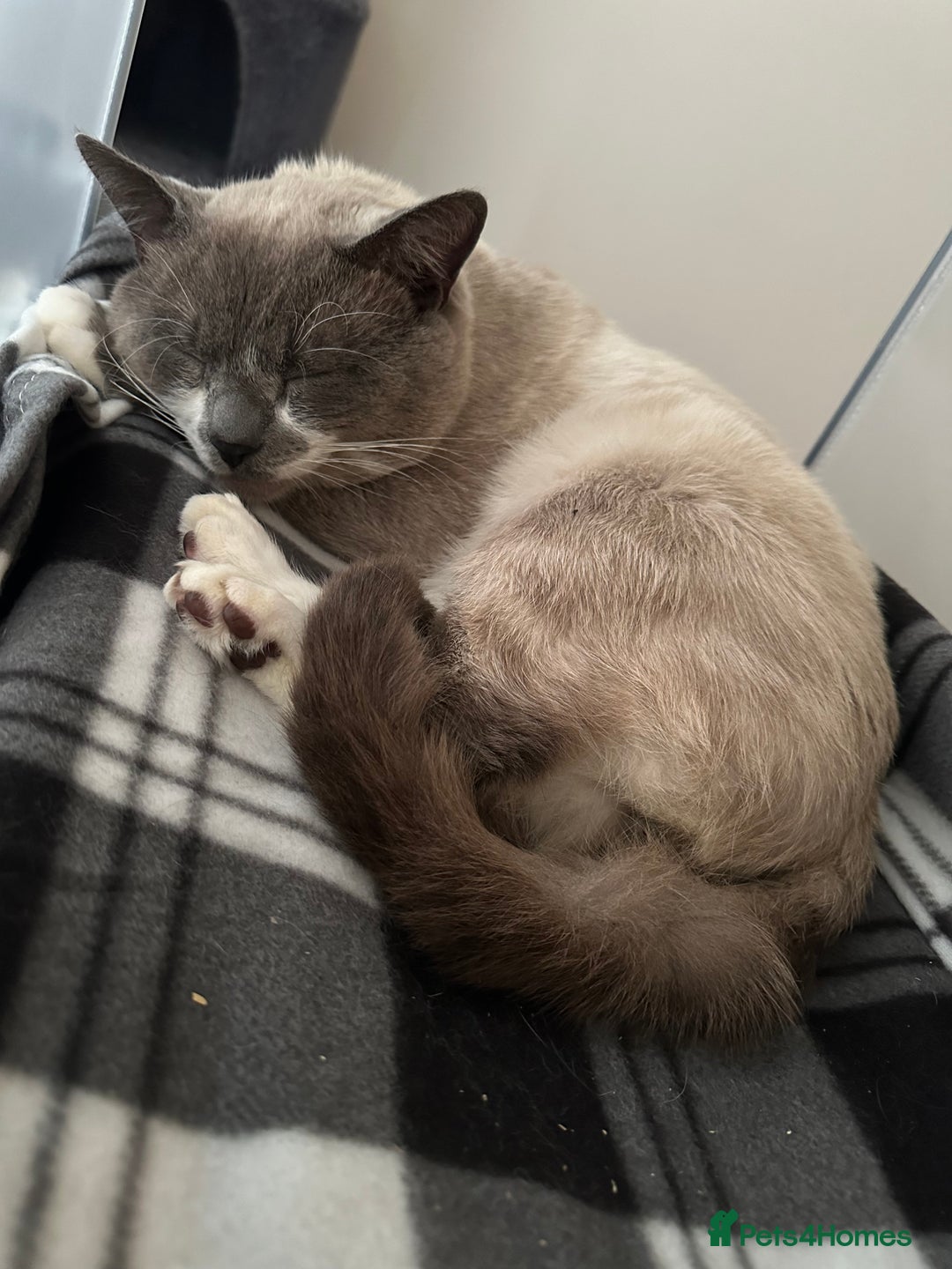 Mixed Breed cats for sale: Lovely cats for rehoming - Advert 5