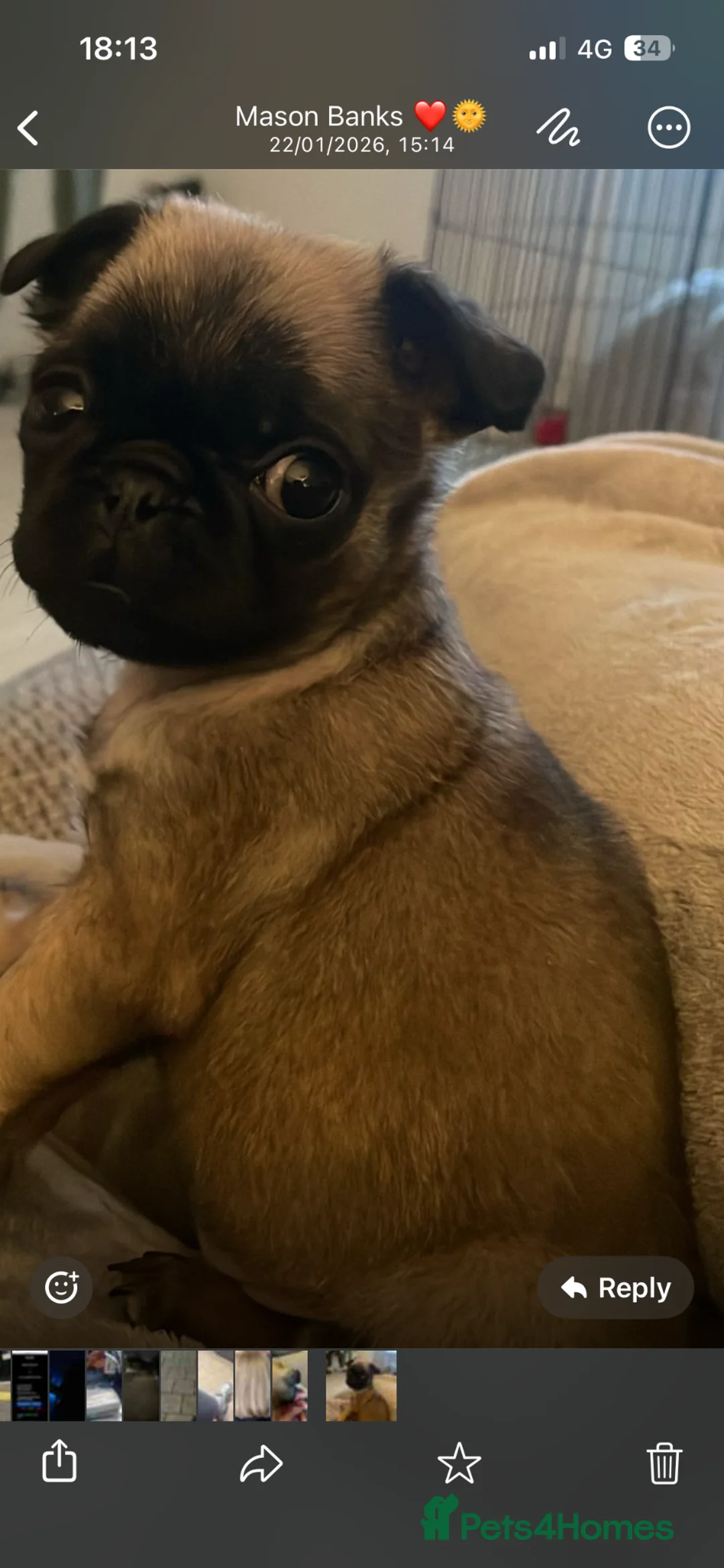 Pug dogs for sale: Tiny little pug girl olive 🫒  in Chislehurst - Advert 7