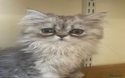 Persian cats for sale: Silver Blue Chinchilla Male Persian Kitten! - Image 3