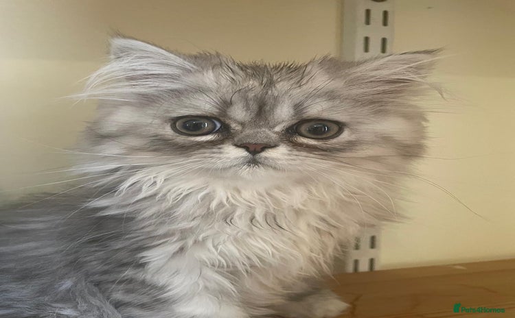 Persian cats - Advert 4