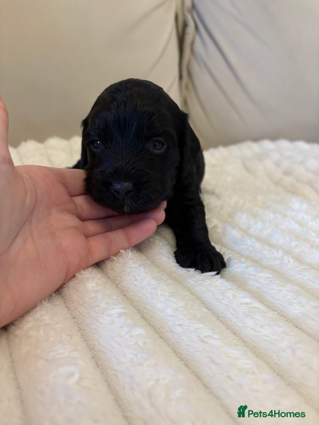 Cockapoo dogs for sale: Cockapoo litter  - Advert 21