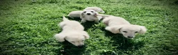 Miniature Dachshund dogs for sale: Cream/blonde long hair kc reg miniature dachshund  - Advert 3