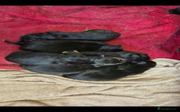 German Shepherd dogs for sale: German shepard puppies - Image 7