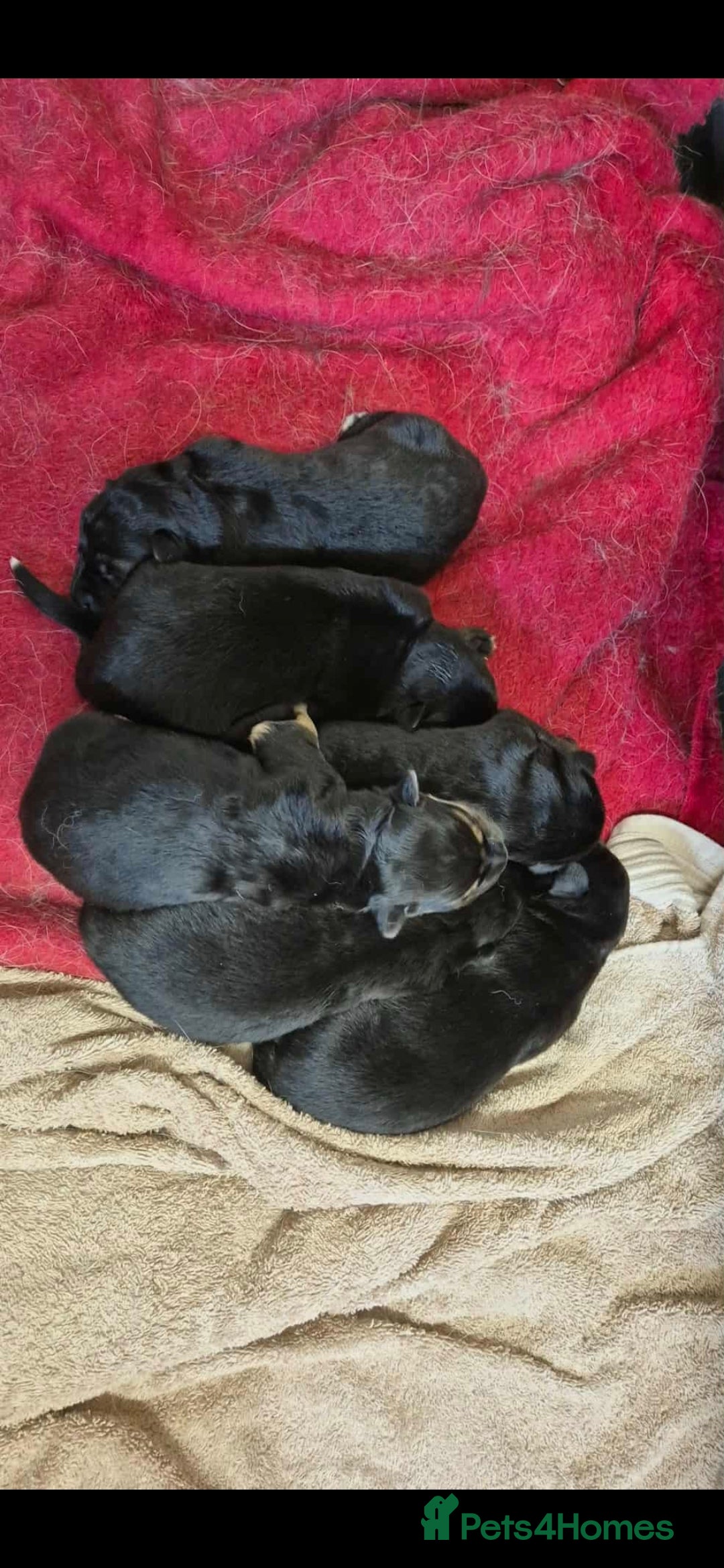 German Shepherd dogs for sale: German shepard puppies - Image 7