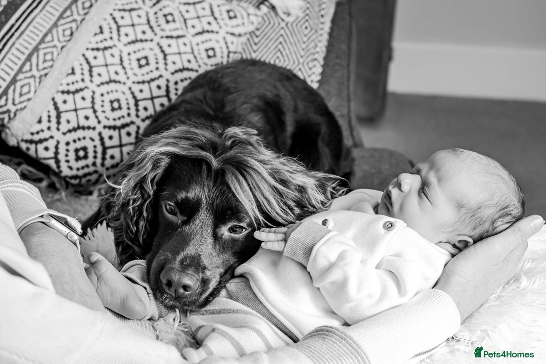 Cocker Spaniel dogs for stud: Chocolate Working Cocker for Stud  - Image 9