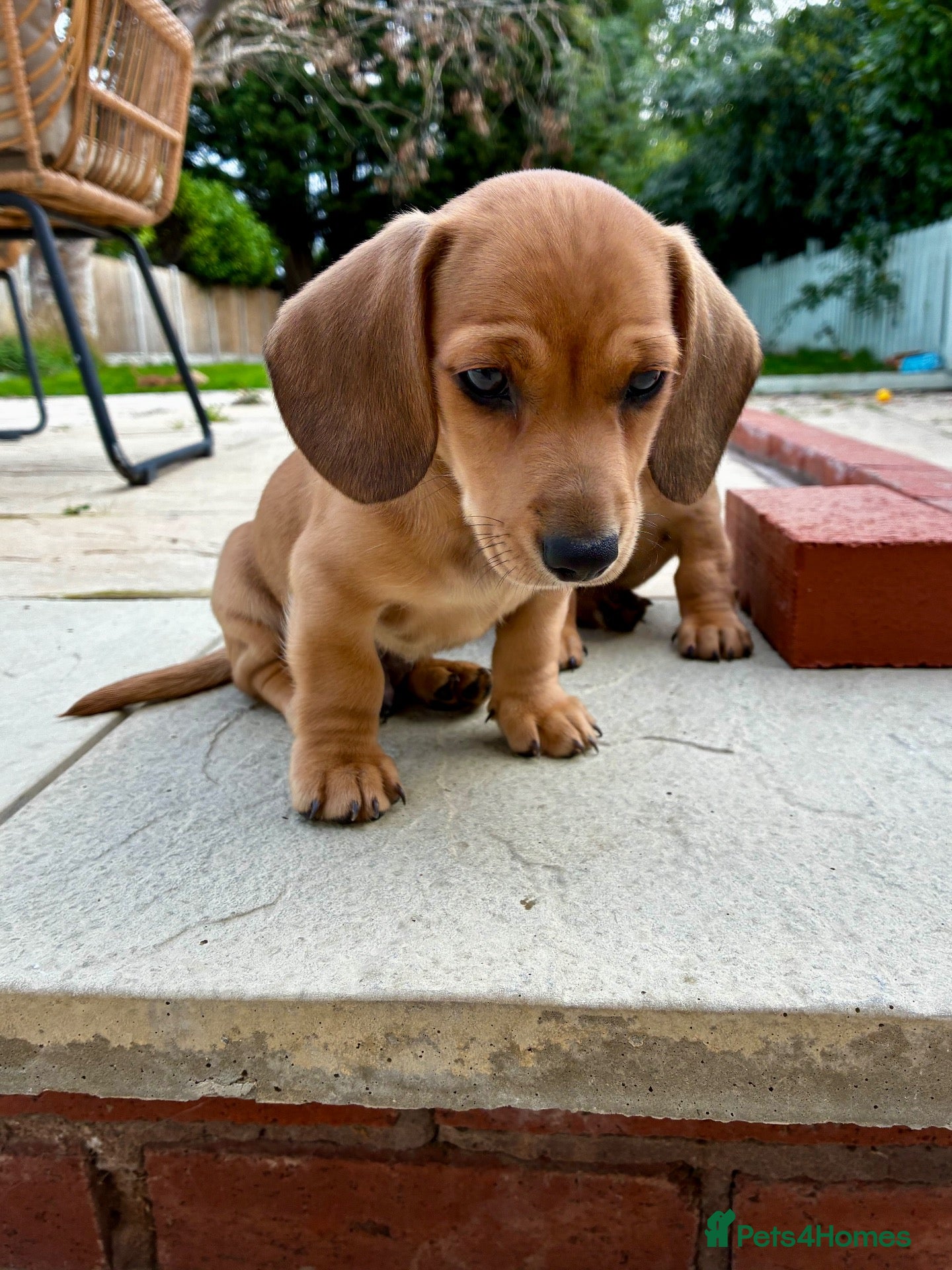 Dachshund dogs 2 beautiful red dachshund boys - Advert 18