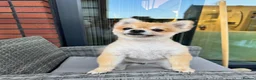 Pomeranian dogs for stud: Pomeranaian for stud  in Birmingham - Advert 2