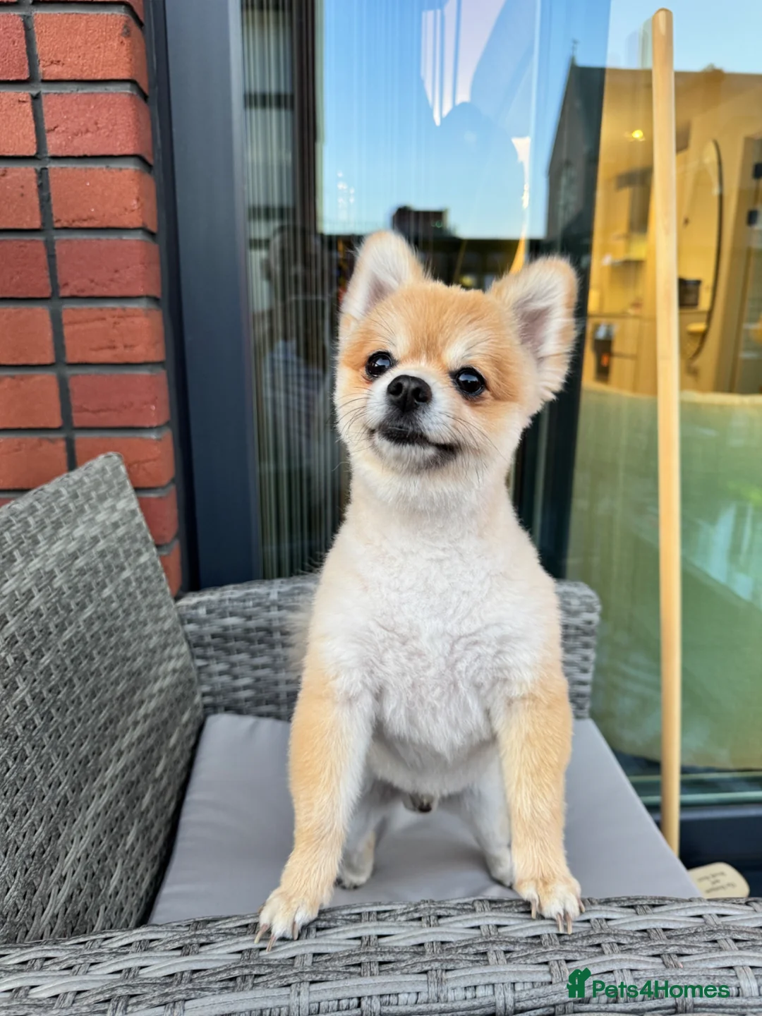 Pomeranian dogs for stud: Pomeranaian for stud  in Birmingham - Advert 2