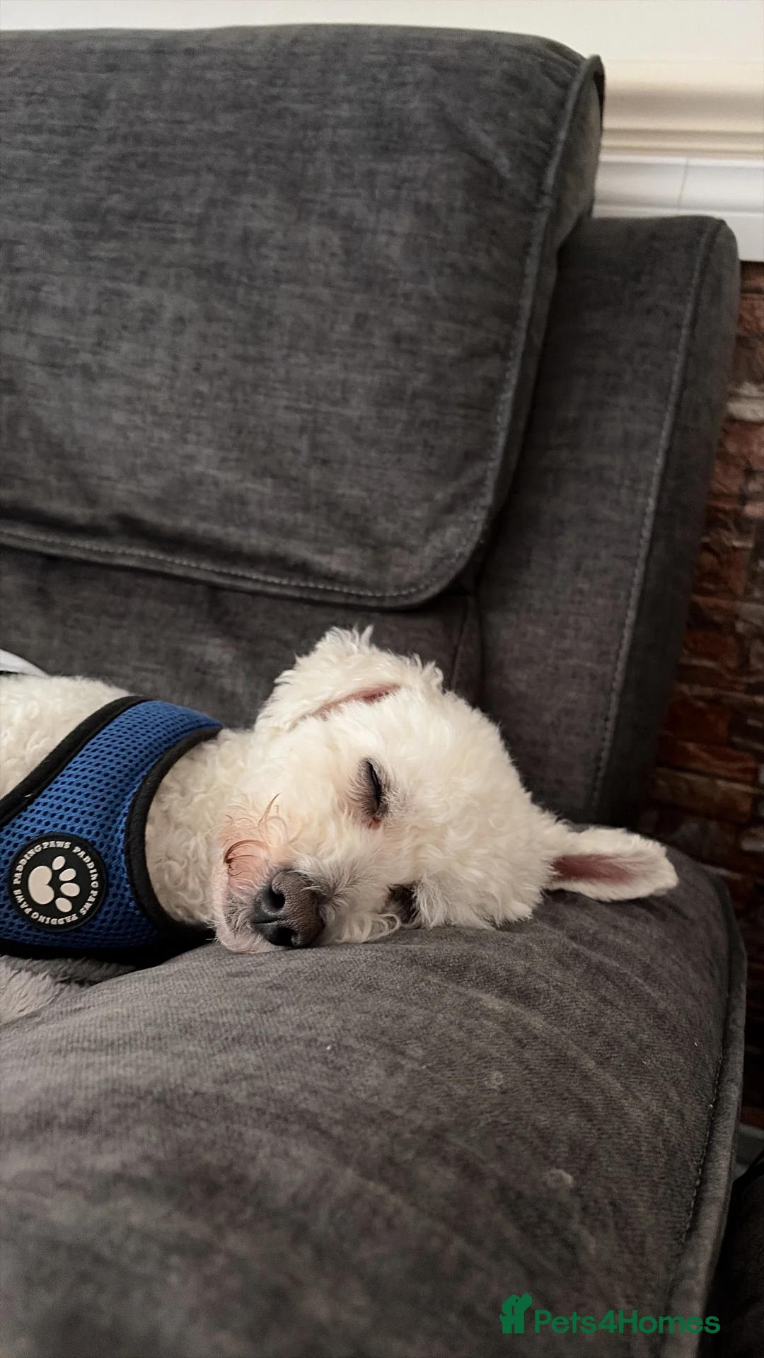 Mixed Breed dogs for stud: Bichon Frisé - Toy Poodle Mix for Stud Duties in Watford - Advert 10